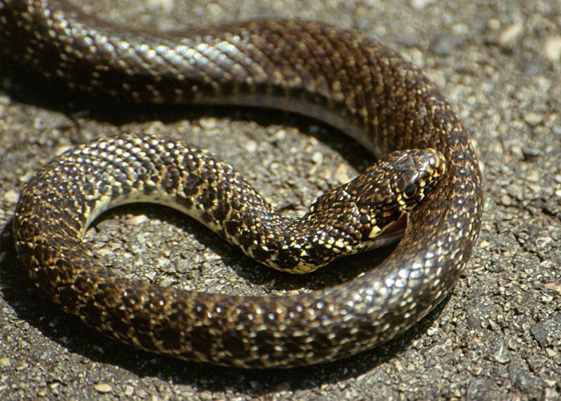 2 rettili al Gran Sasso - Biacco - Hierophis viridiflavus